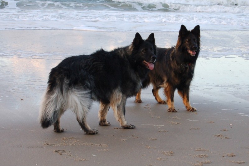 Xerus en Zaza op Vlieland (6).jpg